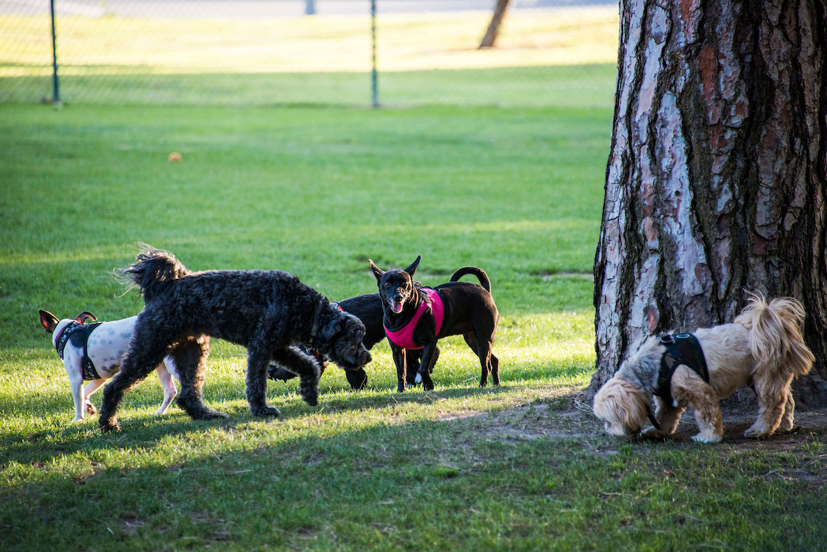 El Dorado Park Off-leash dog park